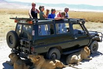 Ngorogoro Crater, Leeuwen zoeken de schaduw, wat nu?