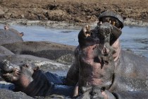 Lake Manyara NP