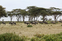 Crescent island Lake Navaisha- gnoes