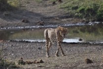 Serengeti NP - chita's