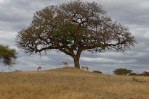 Tarangire NP