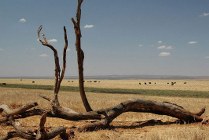 Lake Manyara NP