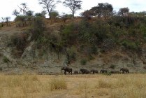 Tarangire NP