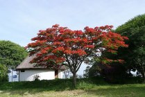 Lake Victoria - Flametree