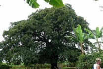 Mbeya Mango boom