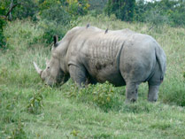 Neushoorn , lake Nakuru NP, Kenia