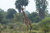 Giraffe