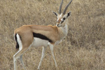 Thomson Gazelle