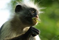 Red Colobus Monkey - Jozani forest