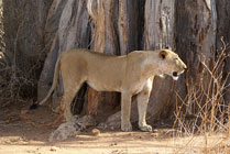 Ruaha NP