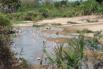 Selous NP -  Watervogels