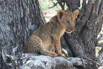 Selous NP- boomleeuwtje