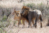 Ruaha NP  leeuwen