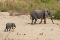 Selous NP