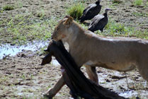 Ruaha NP